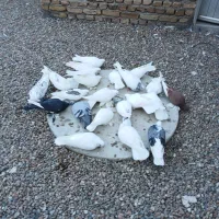 کفتر|پرنده|مرند, |دیوار