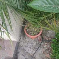 درخت نخل خرما