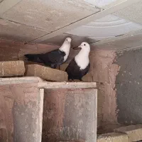 کفتر کله سفید یک جفت با جوجه هاش