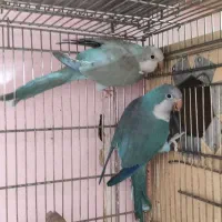 خرید طوطی لوری اکلکتوس خورشیدی ملنگو راهب کاسکو