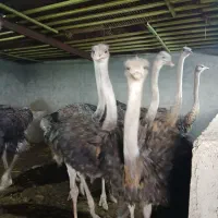 شترمرغ|حیوانات مزرعه|قزوین, |دیوار