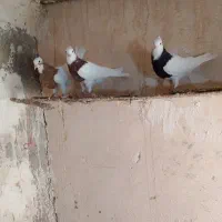 کبوتر