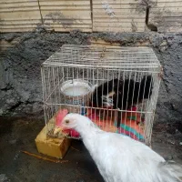 مرغ واردک تخم گذار برای خون یانگهداری وپرنده مینا