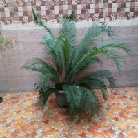 سیکاس 4 ساله