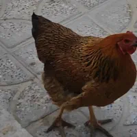 مرغ گلپایگان و بلک استار 8ماهه جوان