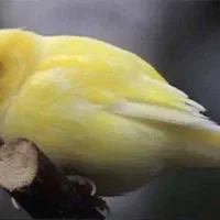 قناری ماده