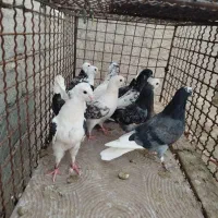 کبوتر ساده و تهرانی