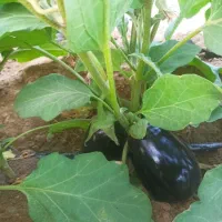 بادمجان بزرگ شیرین