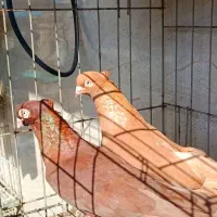 جفت صرب (گمشده)