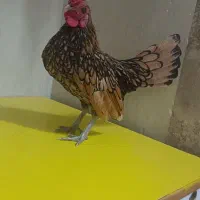 خروس سبرایت