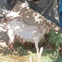 بز ‌جوان