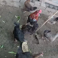 مرغ و خروس