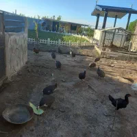 تعدادی مرغ شاخ دار روسی نرماده جفتی ۲۴۰۰