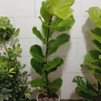 فیکوس آفریقایی لیراتا،آلاستیکاسبز،شرابی، بلک ،ابلق