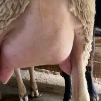 شیر گوسفندی تازه و خالص