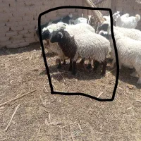 فروش|حیوانات مزرعه|ریگان, |دیوار