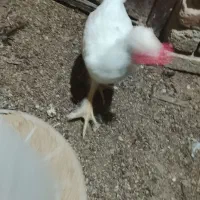 خروس پاپر