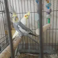 پرنده