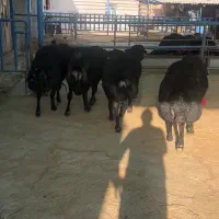 میش، شیشک، بره، قوچ قره قزل افشار