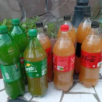 آبغوره تازه ومرباتمشک  جنگلی