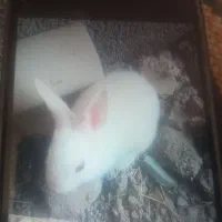 بچه خرگوش ۴تادونه ۳۰۰