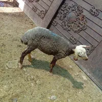 بره ماده گیج