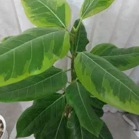گل طبیعی (فیکوس التیسما )