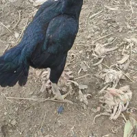 مرغ لاری اصیل