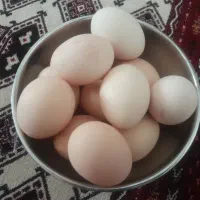 تخم مرغ نطفه دار
