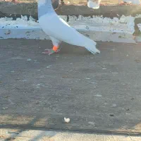 نر خوش رنگ طوقی