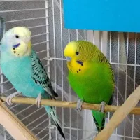 یک جفت مرغ عشق زیبا با قفس