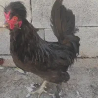 خروس