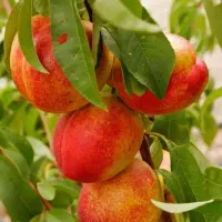 کارگر باغ و سردخانه هستم