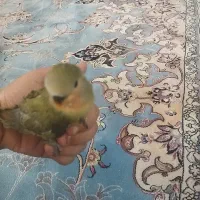 کوتوله دستی باهوش