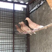 کفتر، زردی،سو قدیم