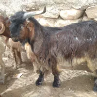 فروش کهره و بره چاق