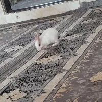 خرگوش