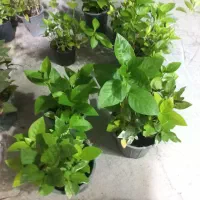 گل طبیعی سنگاپوری
