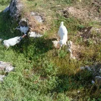 کالا