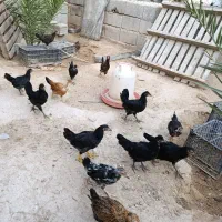 فروش انواع جوجه محلی