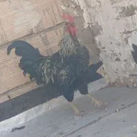 خروس جوان