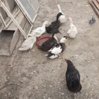 اردک‌‌