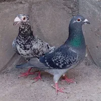 چند جفت کفتر سار