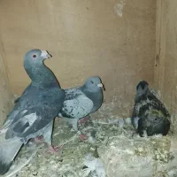 کبوتر عراقی