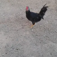 خروس گلین جوان