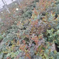 نیازمند نیروی ثابت کار گلخانه