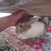 خرگوش