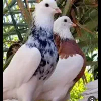 طوقی سیاه و سار گمشده