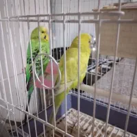 یک جفت مرغ عشق