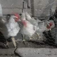 مرغ